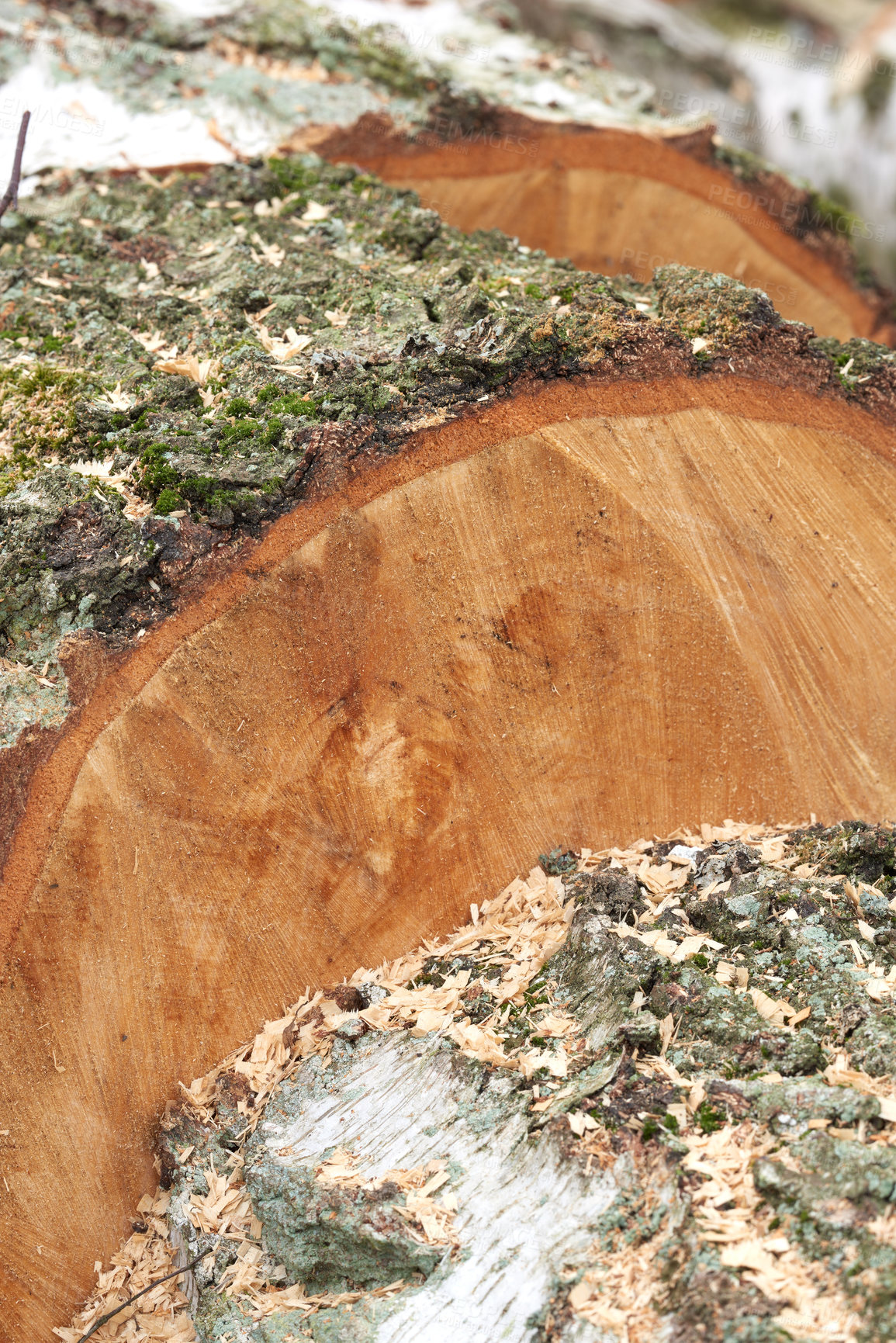 Buy stock photo Birch tree - very fine firewood. Clearing up the garden.