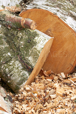 Buy stock photo Environment, wood and trees for lumber in nature for farming, agriculture and sustainable business. Background, deforestation and closeup of logs, stump and trunk for firewood, timber and material