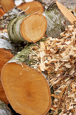 Buy stock photo Environment, nature and trees for timber for farming, agriculture and sustainable business. Background, deforestation and closeup of wood log, stump and trunk for firewood, lumber and material