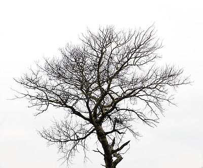 Buy stock photo Monochrome, bare tree and isolated by white background, no leaf and dry branch with trunk. Plant, wood or forest by studio space as art deco, creative aesthetic and natural growth cycle with texture