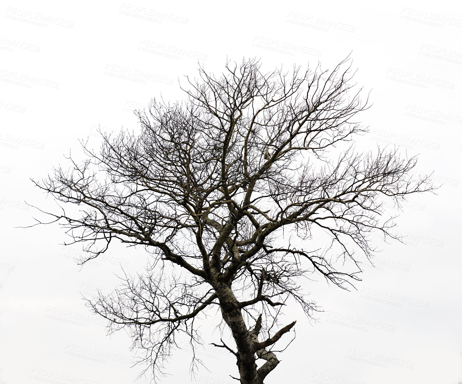 Buy stock photo Monochrome, bare tree and isolated by white background, no leaf and dry branch with trunk. Plant, wood or forest by studio space as art deco, creative aesthetic and natural growth cycle with texture