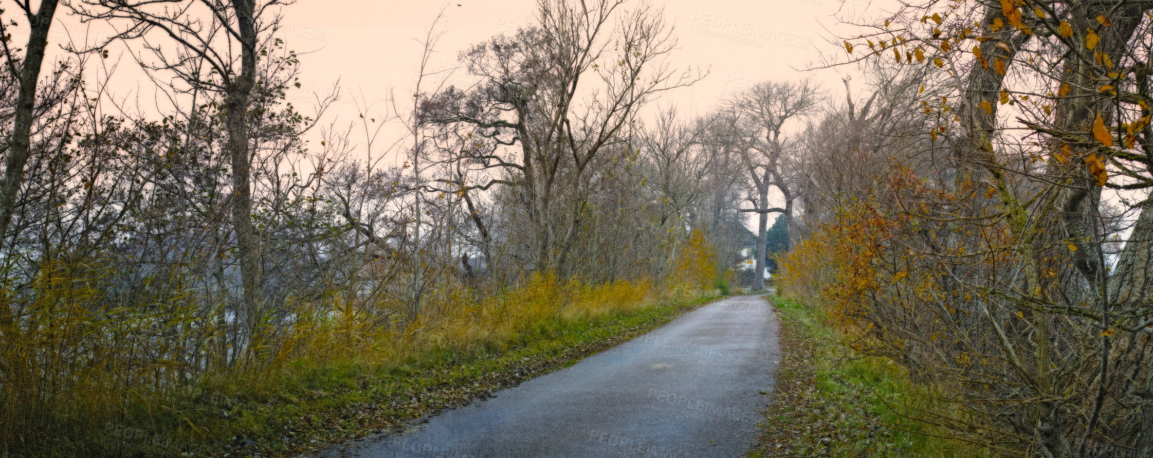 Buy stock photo Forest, road and environment in autumn morning for conservation, sustainability or biodiversity. Empty, Scenic landscape and trees with dirt path for foliage, exploration or evergreen in nature