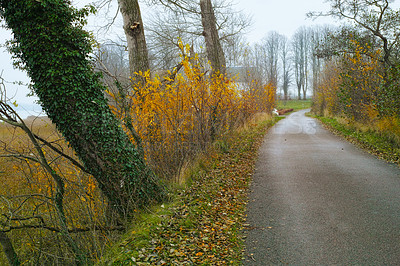 Buy stock photo Autumn, road and nature trees in woodlands, environment and outdoor forest with driving motorway in Amsterdam. Travel, seasonal and fall environment in woods or countryside, leaves and growth