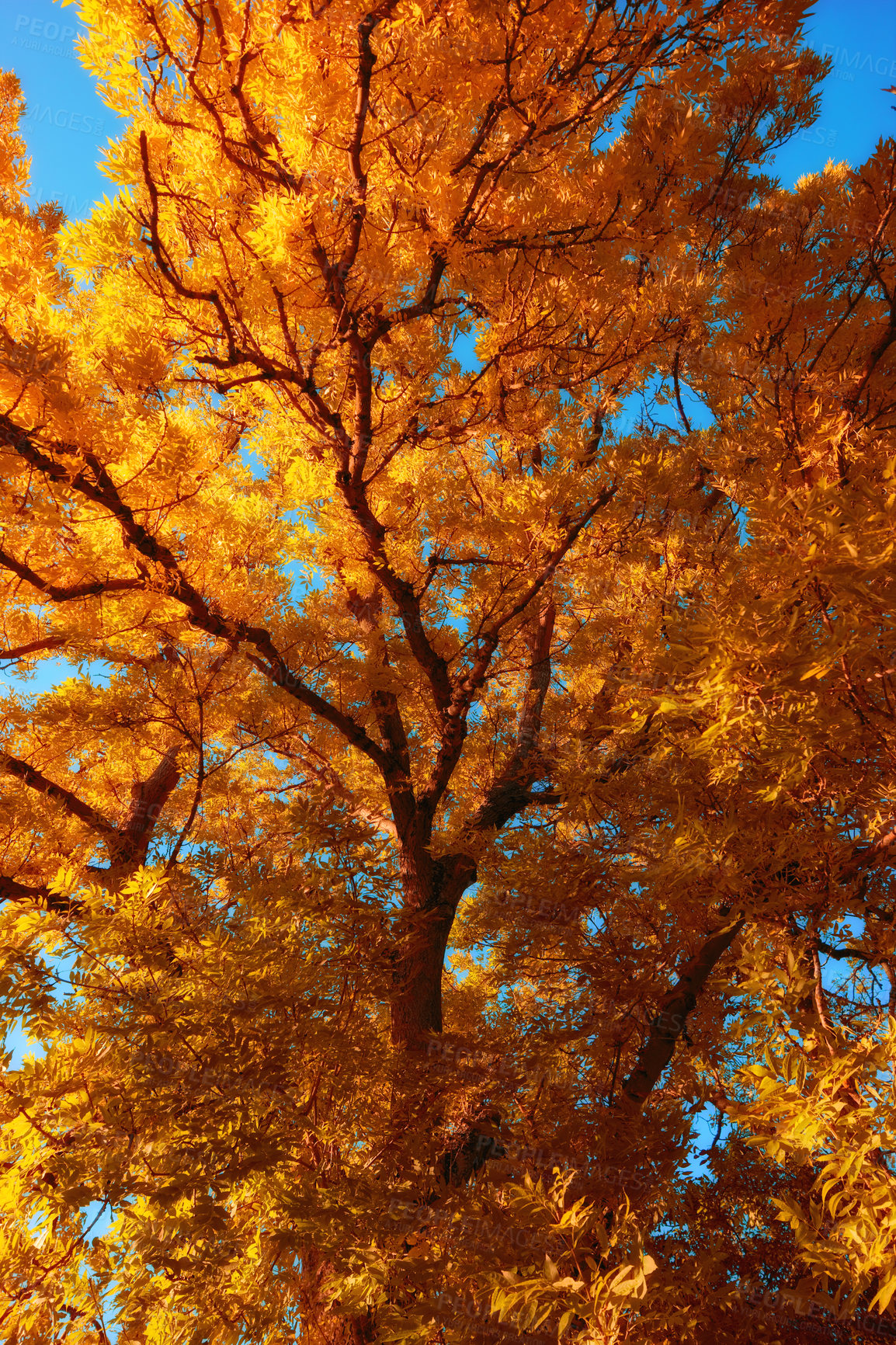 Buy stock photo Fall, leaves and tree in nature environment of park, garden and low angle landscape with blue sky. Forest, leaf and branch with wood, earth and orange foliage with scenic view or aesthetic outdoor