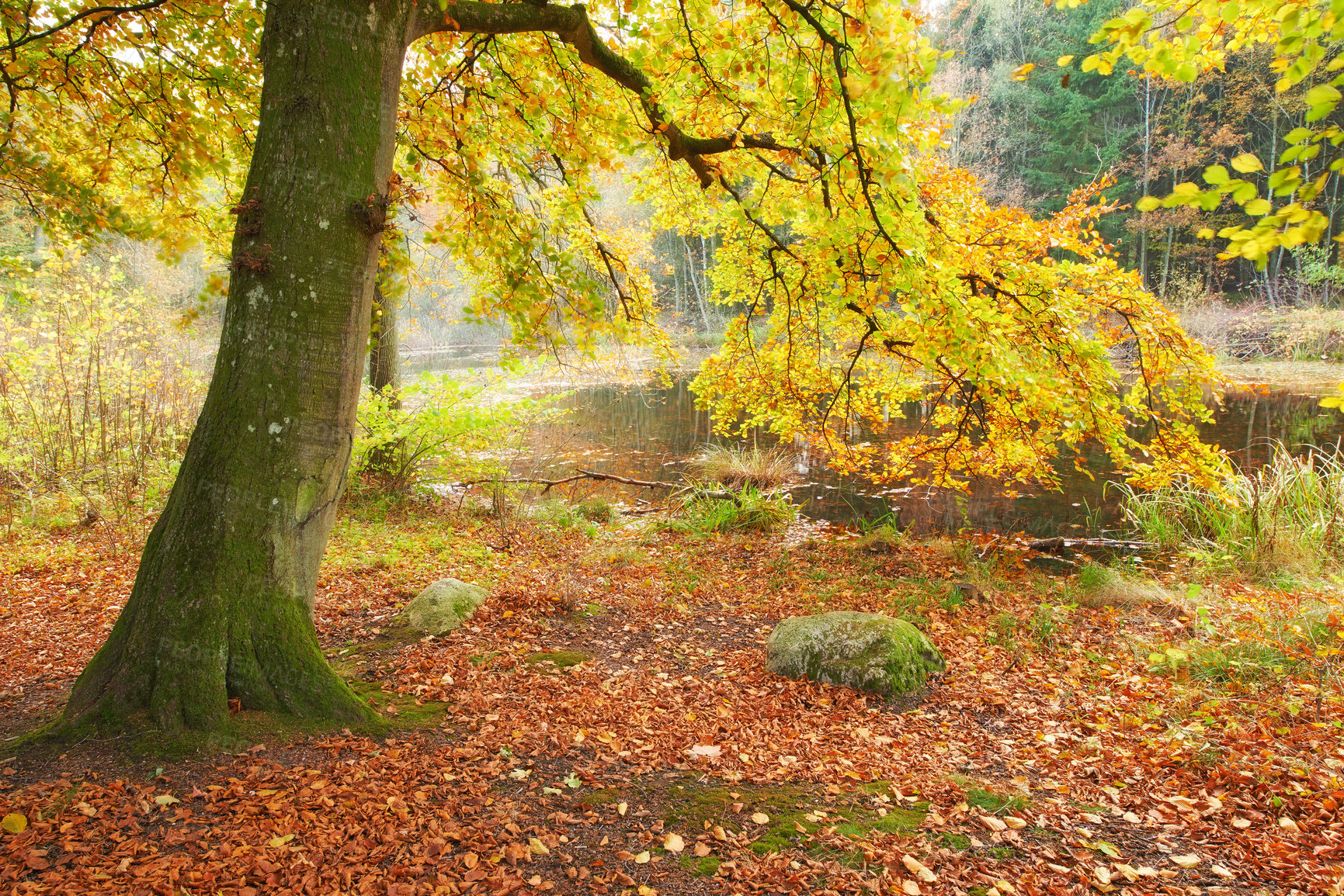 Buy stock photo A shot of forest trees in autumn