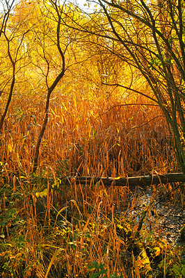 Buy stock photo Autumn, tall grass and nature trees in woodlands, environment and outdoor forest with orange foliage in Amsterdam. Travel, seasonal and fall environment in woods or countryside, leaves and growth
