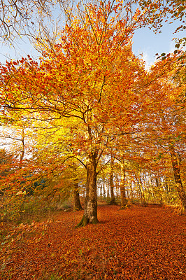 Buy stock photo Maple, tree and forest in autumn with woods in season and travel in countryside park. Hiking, trekking and adventure on trail in nature of fall with color on leaves or landscape of environment