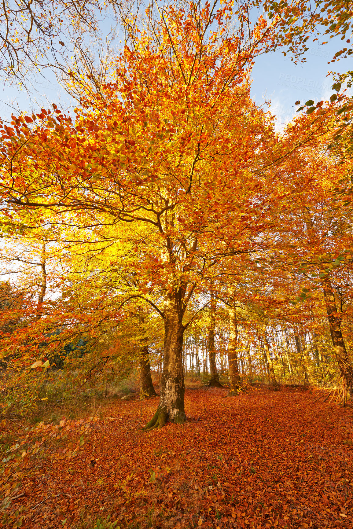 Buy stock photo Maple, tree and forest in autumn with woods in season and travel in countryside park. Hiking, trekking and adventure on trail in nature of fall with color on leaves or landscape of environment