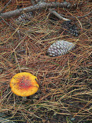 Buy stock photo Pine, cone and mushroom on ground in forest, woods or countryside foliage with biodiversity in nature. Autumn, environment and natural growth of fungi on floor outdoor with grass, leaves and soil