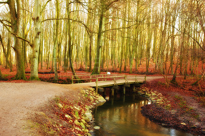 Buy stock photo Autumn, river and walkway bridge in woodlands nature trees in, environment and outdoor forest with foliage in Amsterdam. Travel, seasonal and fall ecosystem in woods or countryside, leaves and growth