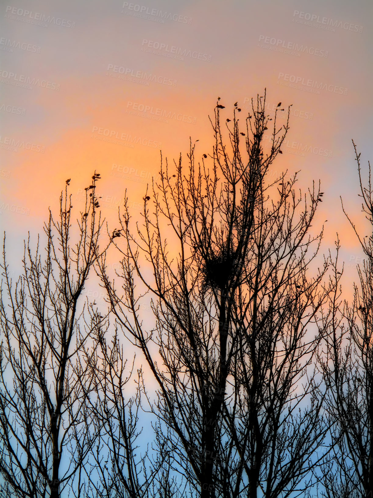 Buy stock photo Tree, silhouette and sunset with dark foliage in landscape, colourful sky in environmental for climate change. Eco friendly, countryside and natural in nature or leafless, ecology and sustainability