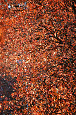 Buy stock photo Red, autumn and leaves on tree in outdoor garden for season change, peaceful nature and scenic view with fresh air. Orange foliage, forest and environment in countryside of Switzerland, park and leaf