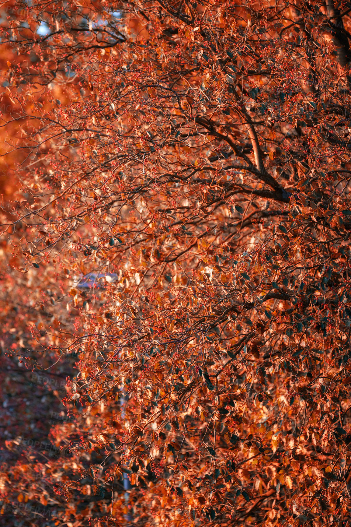 Buy stock photo Red, autumn and leaves on tree in outdoor garden for season change, peaceful nature and scenic view with fresh air. Orange foliage, forest and environment in countryside of Switzerland, park and leaf