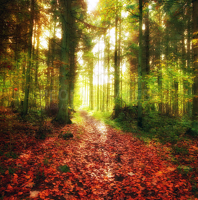 Buy stock photo Nature, landscape and forest in autumn sunshine for conservation, sustainability or biodiversity. Empty, environment and trees with fall foliage for greenery, exploration or ecosystem in Romania