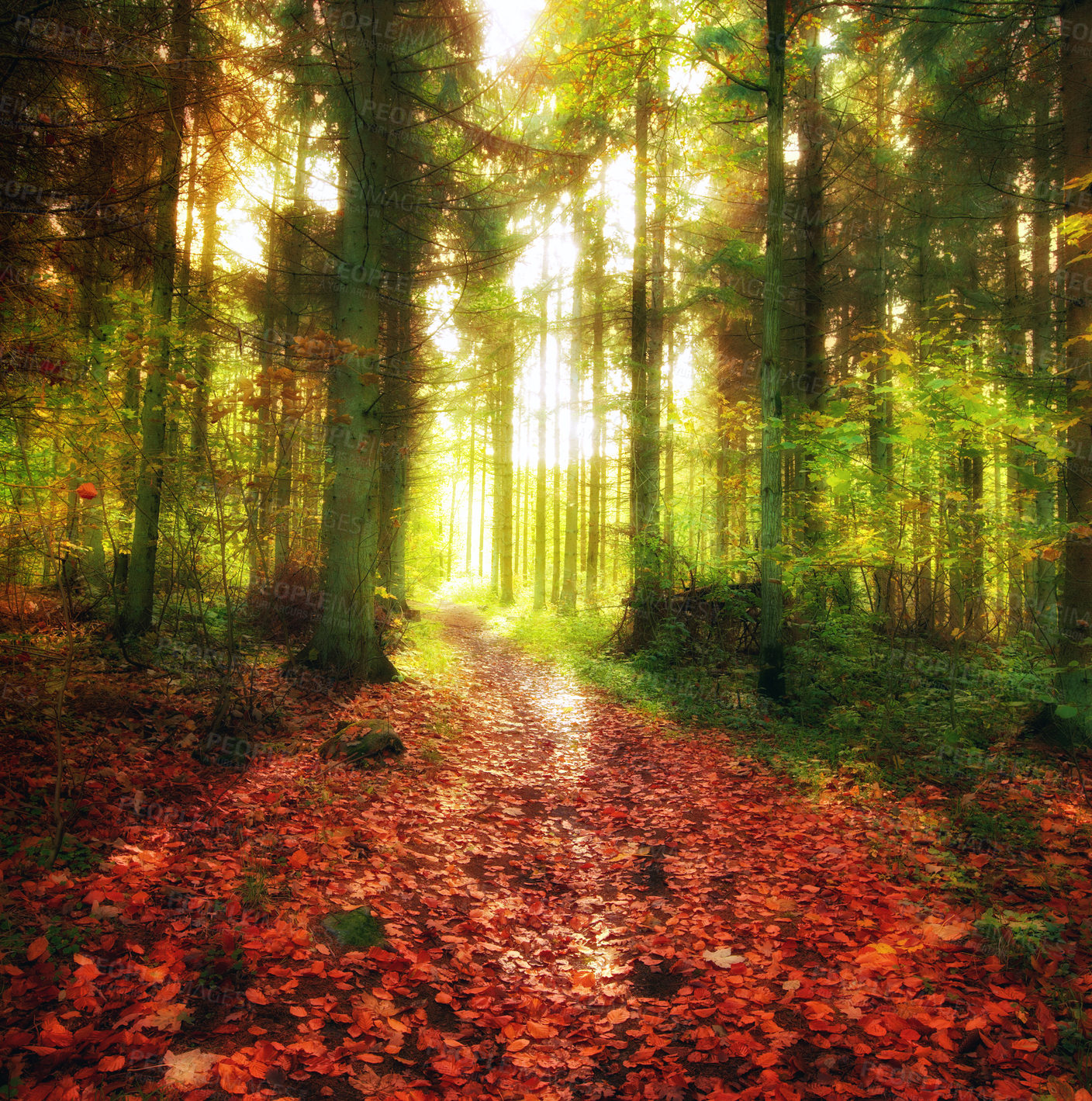 Buy stock photo Nature, landscape and forest in autumn sunshine for conservation, sustainability or biodiversity. Empty, environment and trees with fall foliage for greenery, exploration or ecosystem in Romania