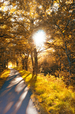 Buy stock photo Autumn, trees and forest with path in nature, garden and park landscape in Canada by countryside. Outdoor, natural environment and scenic view for adventure, travel and vacation holiday in yard