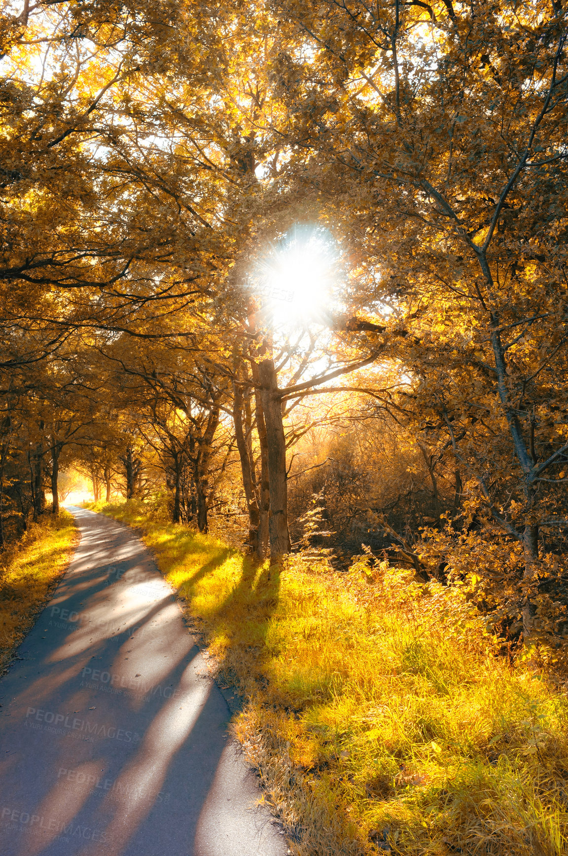 Buy stock photo Autumn, trees and forest with path in nature, garden and park landscape in Canada by countryside. Outdoor, natural environment and scenic view for adventure, travel and vacation holiday in yard