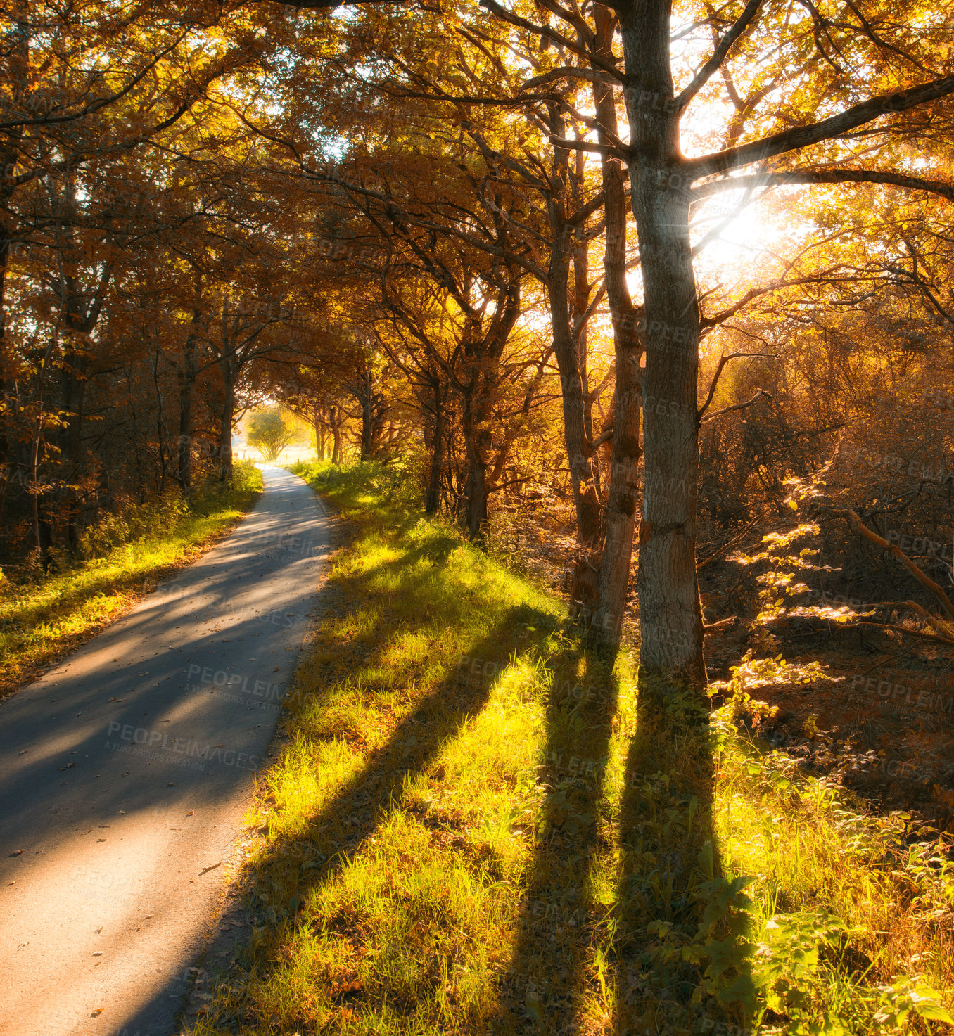 Buy stock photo Path, trees and forest with sunlight in nature, garden and park landscape in Japan by countryside. Outdoor, natural environment and scenic view for adventure, travel and vacation holiday in yard