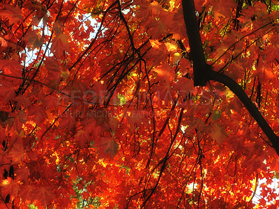 Buy stock photo Orange, autumn and leaf on tree in outdoor garden for season change, peaceful nature and scenic view with fresh air. Red foliage, forest and environment in countryside of Switzerland and leaves.