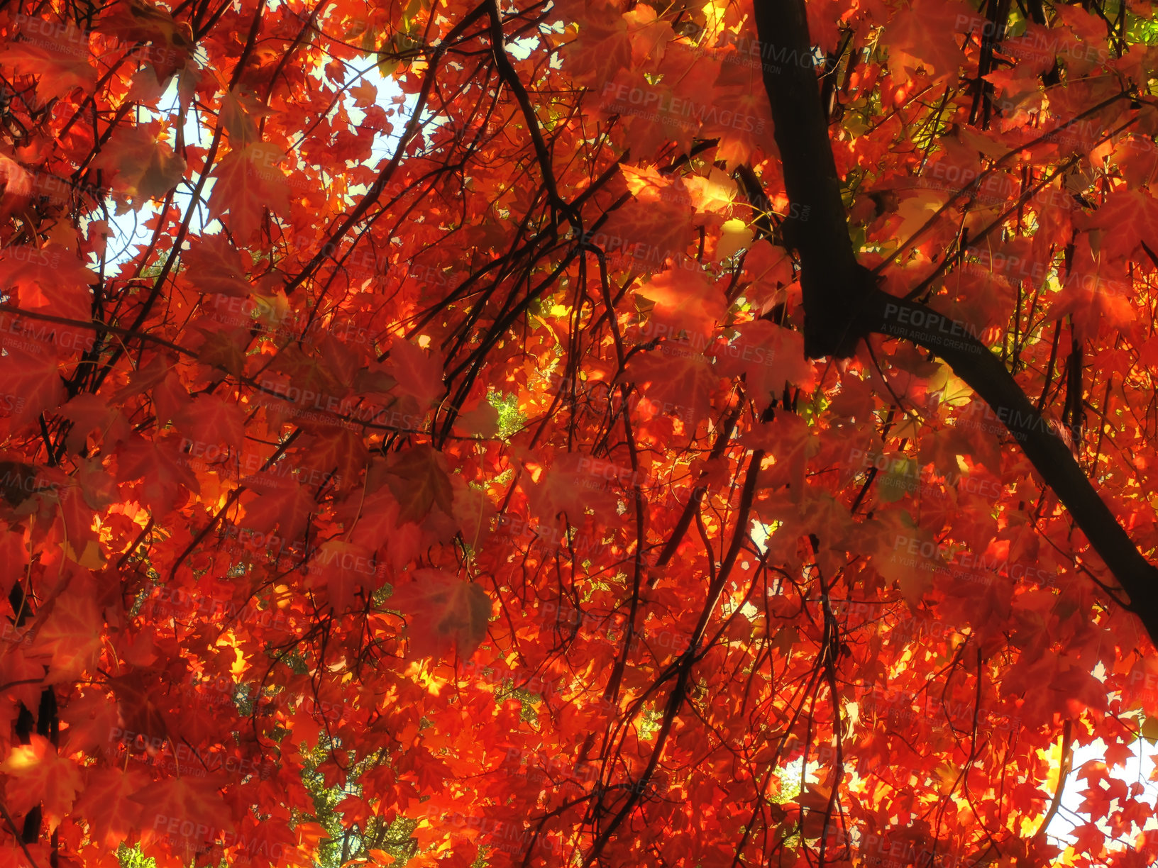 Buy stock photo Orange, autumn and leaf on tree in outdoor garden for season change, peaceful nature and scenic view with fresh air. Red foliage, forest and environment in countryside of Switzerland and leaves.