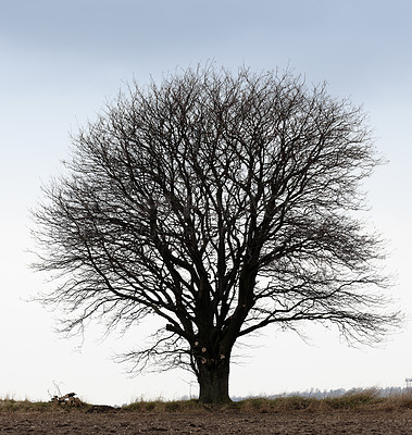 Buy stock photo Oak tree, winter and nature with dark landscape for recycle, blue sky in environment for climate change. Eco friendly, countryside and natural on planet earth, ecology and sustainability in woods