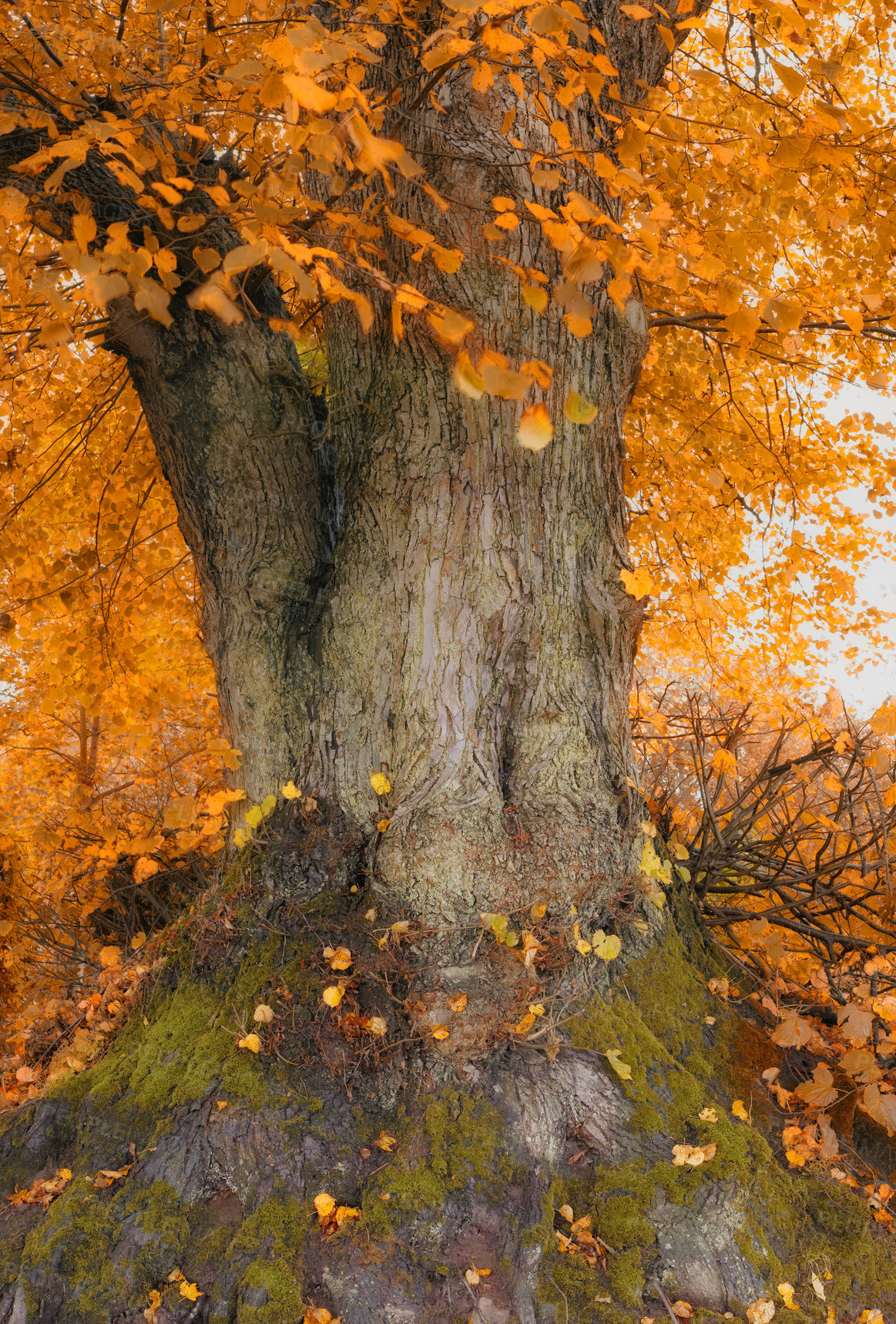 Buy stock photo Autumn, forest and trunk of tree with red leaves for abstract background, natural environment and ecology. Fall, countryside and wood with moss growth for nature, sustainability and calm for peace