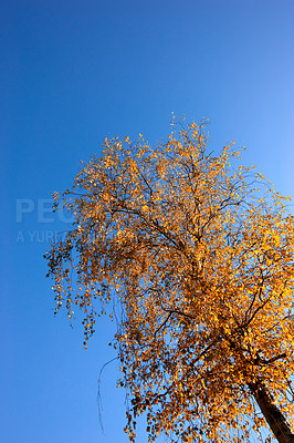 Buy stock photo Autumn, blue sky and tree leaves with orange foliage with peace, abstract background and natural environment for ecology. Low angle, fall and countryside with fresh air for growth and sustainability