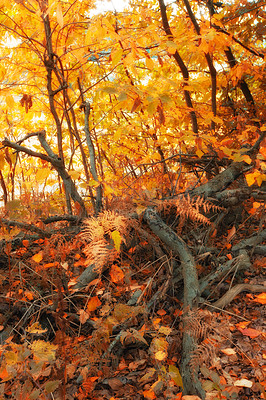 Buy stock photo Autumn, roots and nature trees in woodlands, environment and outdoor forest with orange foliage in Amsterdam. Travel, season and fall ecosystem in woods conservation, countryside plants and growth