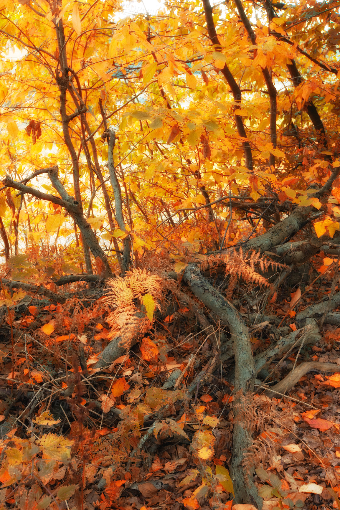 Buy stock photo Autumn, roots and nature trees in woodlands, environment and outdoor forest with orange foliage in Amsterdam. Travel, season and fall ecosystem in woods conservation, countryside plants and growth