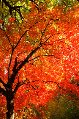 Buy stock photo Autumn, nature and trees in countryside forest, travel scenery and colourful foliage in Amsterdam woodlands. Conservation, fall season and environment for outdoor growth, leaves and branches