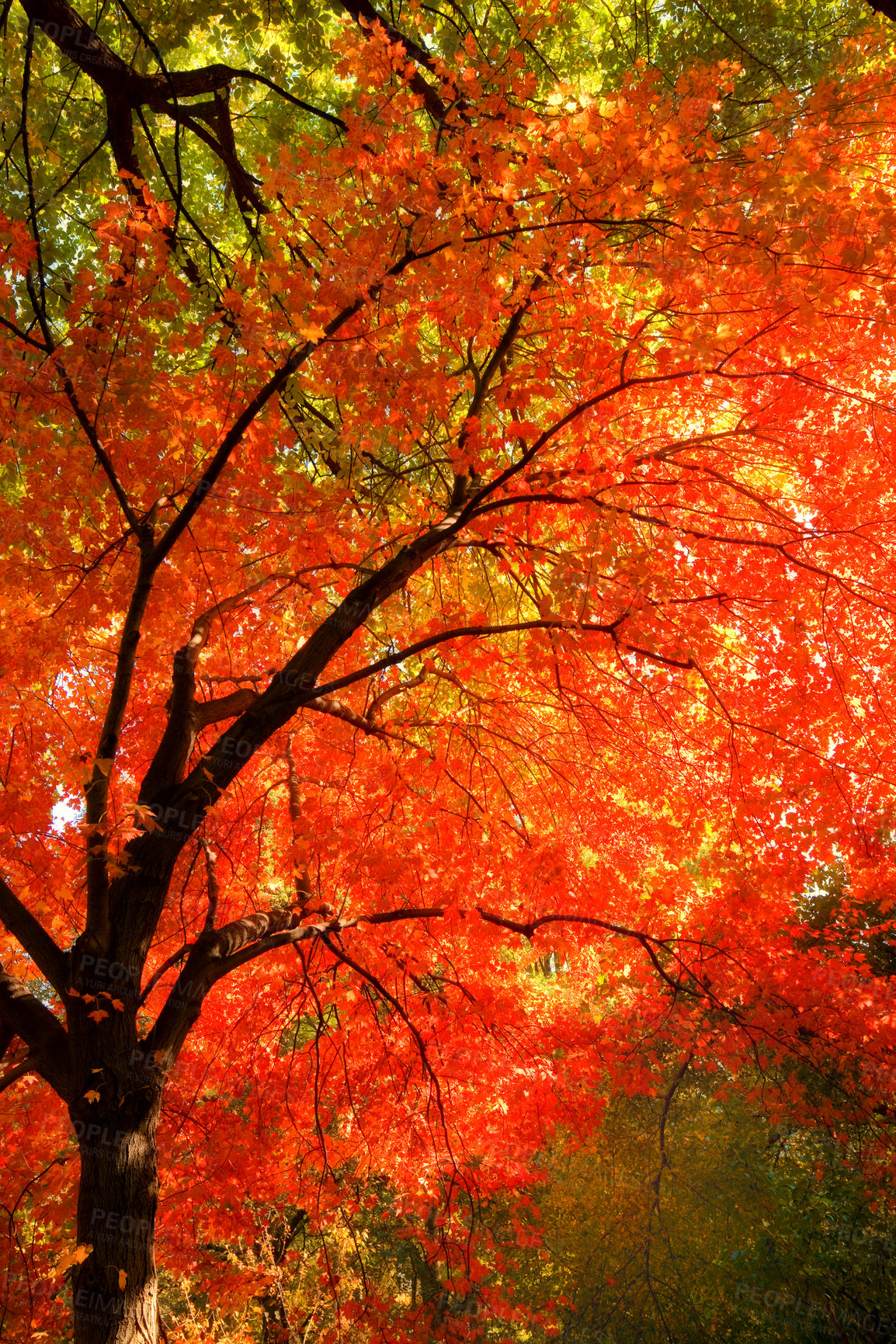 Buy stock photo Autumn, nature and trees in countryside forest, travel scenery and colourful foliage in Amsterdam woodlands. Conservation, fall season and environment for outdoor growth, leaves and branches