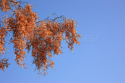 Buy stock photo Nature, leaves and tree in autumn by blue sky of park, garden and plant landscape with texture. Forest, leaf and branch with wood, red and orange foliage for scenic view or mockup space by outdoor