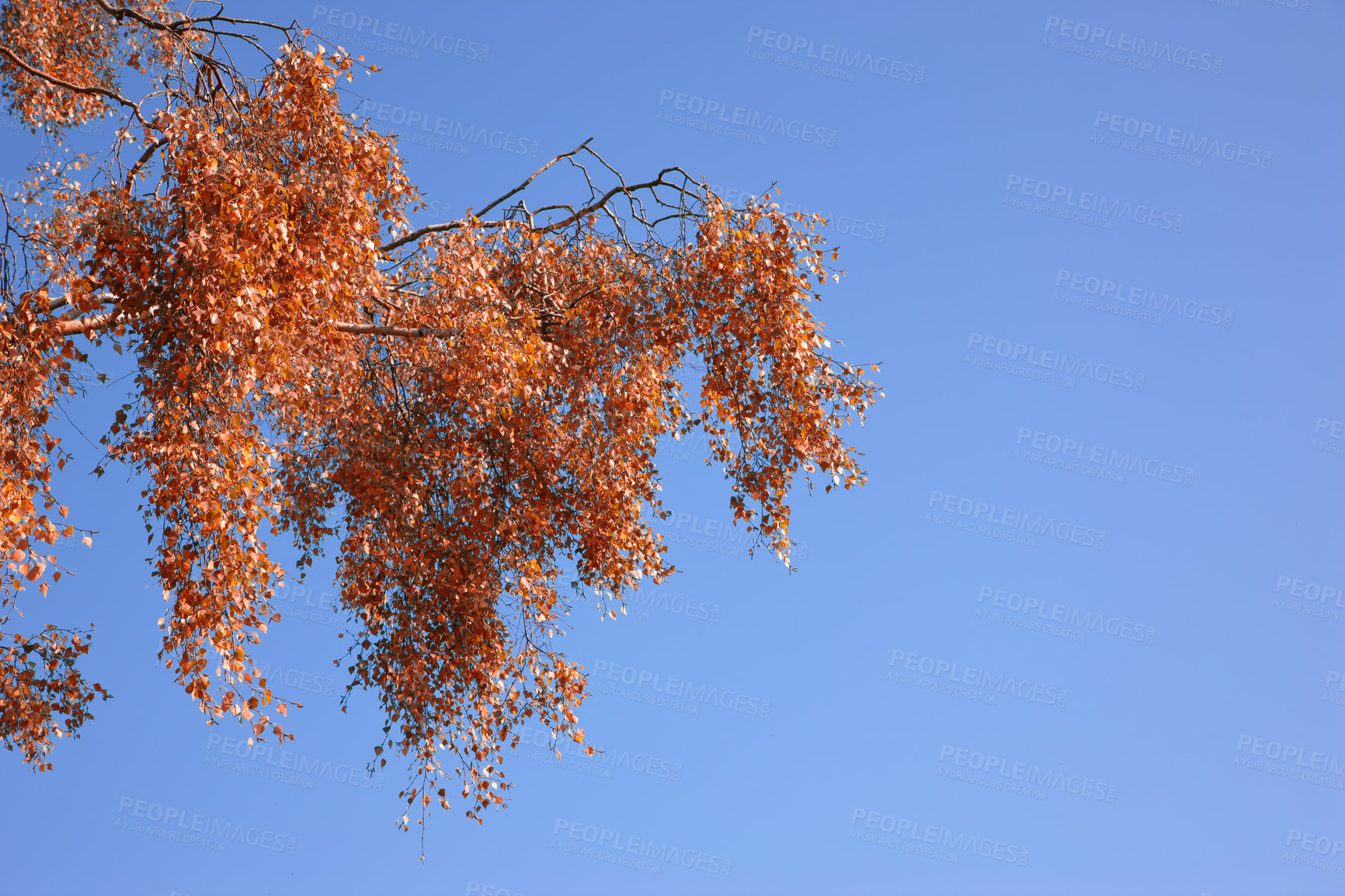Buy stock photo Nature, leaves and tree in autumn by blue sky of park, garden and plant landscape with texture. Forest, leaf and branch with wood, red and orange foliage for scenic view or mockup space by outdoor