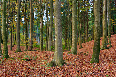 Buy stock photo Outdoor, landscape and forest in autumn morning for conservation, sustainability or biodiversity. Empty, nature environment and trees with fall season for foliage, exploration or ecosystem in Austria