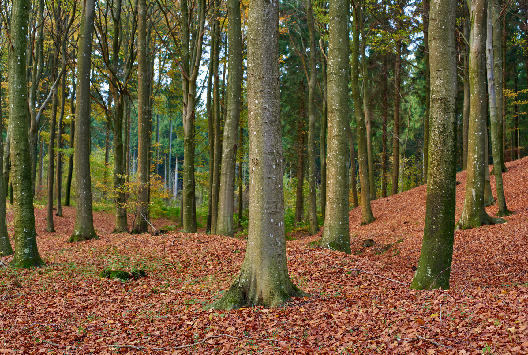 Buy stock photo Outdoor, landscape and forest in autumn morning for conservation, sustainability or biodiversity. Empty, nature environment and trees with fall season for foliage, exploration or ecosystem in Austria