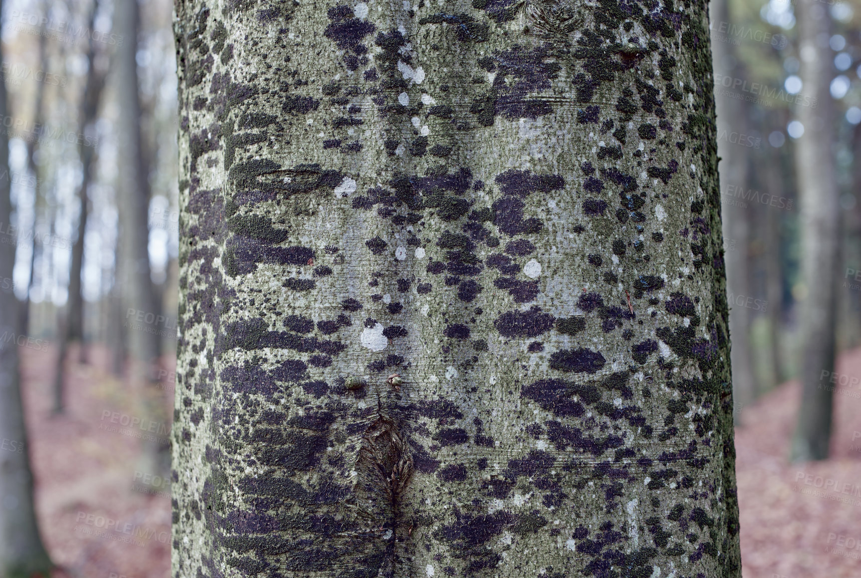 Buy stock photo Closeup, tree and moss for forestry with biodiversity, nature and plant in countryside. Environment, conservation and autumn in park or outdoor area for growth, earth and sustainable timber harvest 