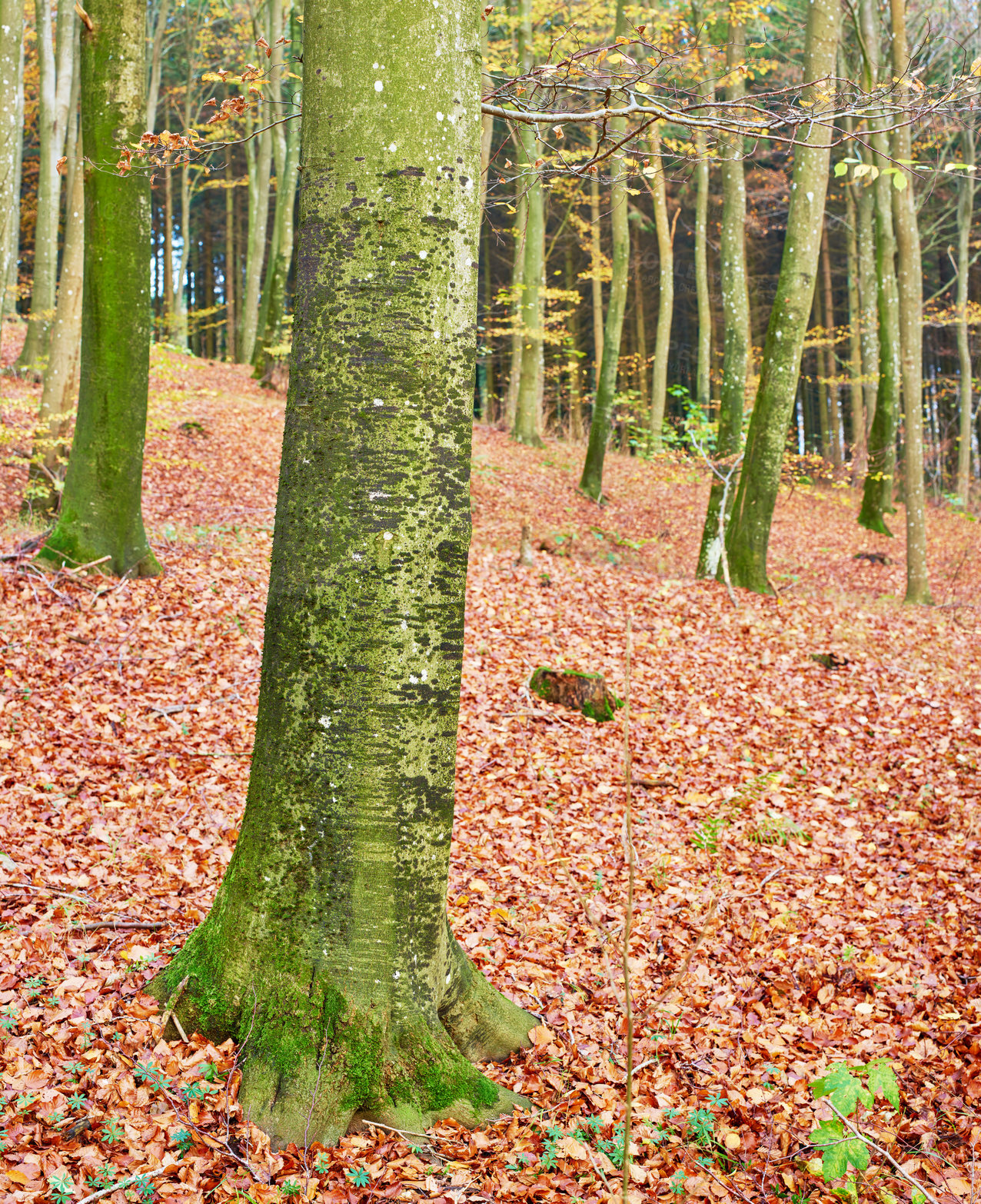 Buy stock photo Trees, forest and countryside with nature, environment and ecology with sustainability, earth day and leaves. Empty, branch and bark with leafs, plants and textures with adventure, woods and journey