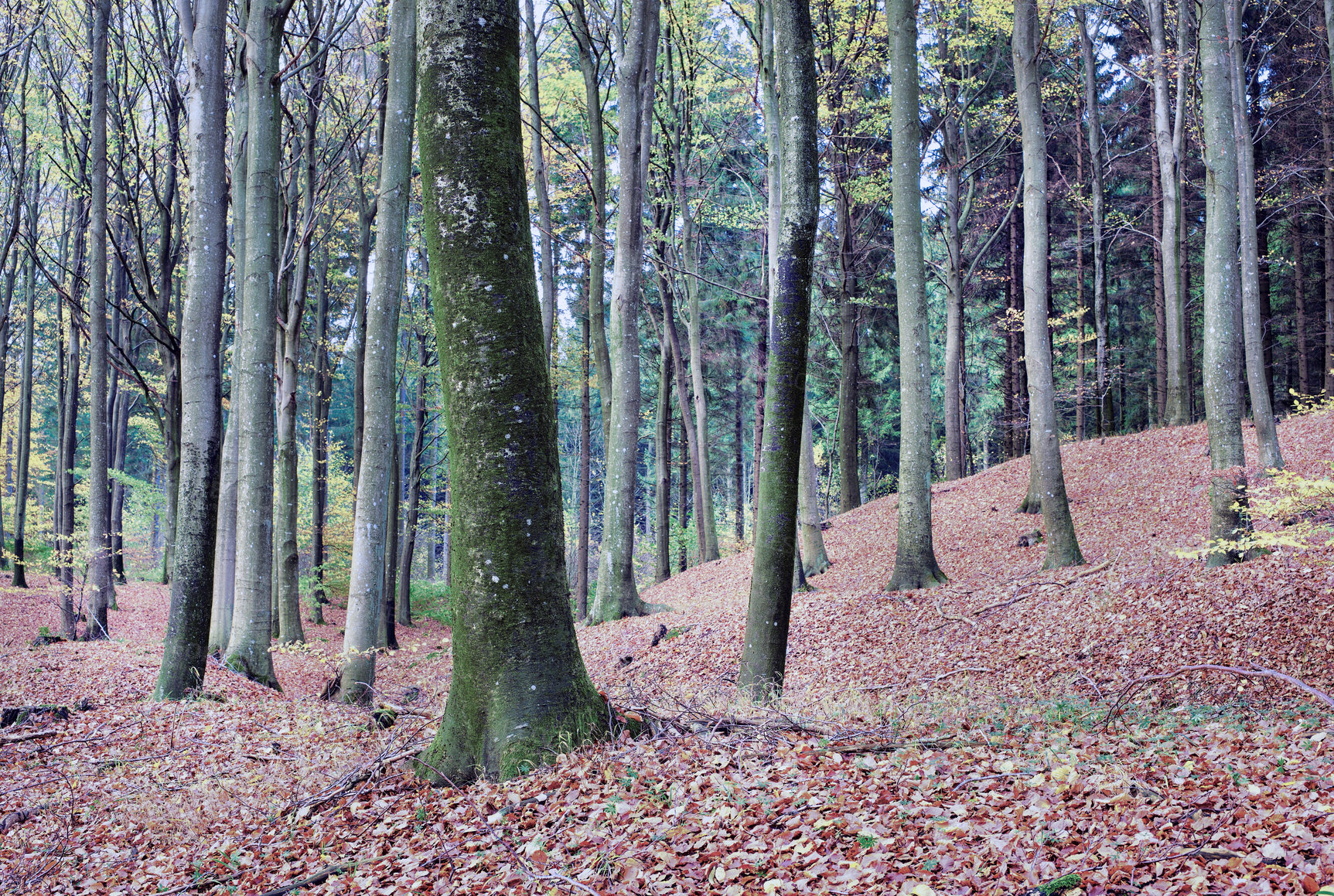 Buy stock photo Trees, woods and countryside with nature, environment and ecology with sustainability, earth and leaves. Empty, branch and bark with leafs, plants or landscape with adventure, forest and eco friendly