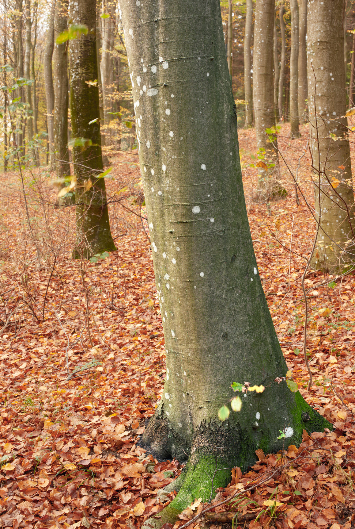 Buy stock photo Trees, forest and countryside with nature, bark and ecology with sustainability, earth day and environment. Empty, branch and landscape with leafs, plants and leaves with adventure, woods and growth