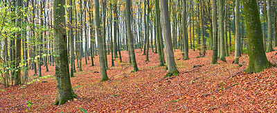 Buy stock photo Nature, landscape and woods in autumn morning for conservation, sustainability or biodiversity. Empty, forest environment and trees with fall season for foliage, exploration or ecosystem in Scotland