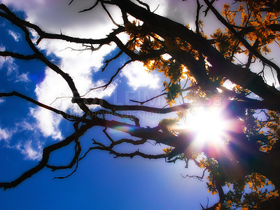 Buy stock photo Tree, branch and sky with sunshine in autumn for forest, environment and sustainability in park. Low angle, clouds and leaves with flare at countryside for eco friendly, garden and foliage in nature