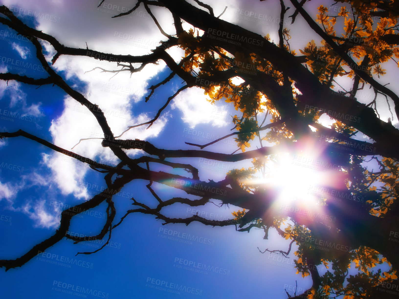 Buy stock photo Tree, branch and sky with sunshine in autumn for forest, environment and sustainability in park. Low angle, clouds and leaves with flare at countryside for eco friendly, garden and foliage in nature