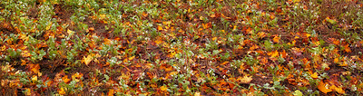 Buy stock photo Autumn, leaves and plants on ground in banner of forest, woods or countryside foliage with biodiversity. Nature, environment and natural growth of flowers on floor outdoor with grass or soil in park