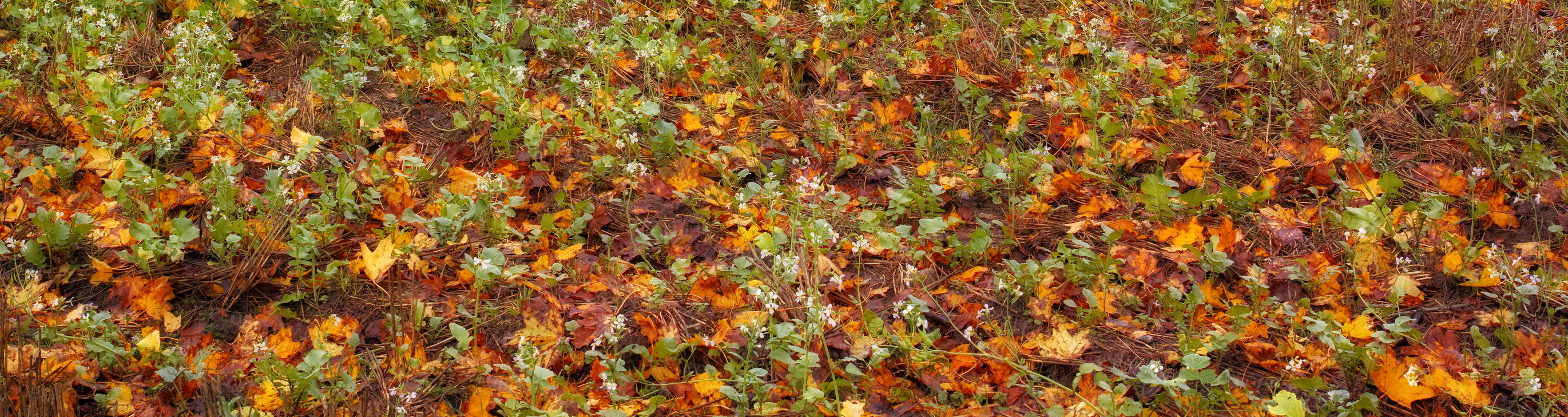 Buy stock photo Autumn, leaves and plants on ground in banner of forest, woods or countryside foliage with biodiversity. Nature, environment and natural growth of flowers on floor outdoor with grass or soil in park