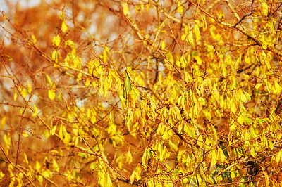 Buy stock photo Autumn, leaves and nature with plant in park for eco friendly, environment and season in garden. Outdoor, wallpaper and branch with foliage at countryside for Earth, sustainability or woods in Canada