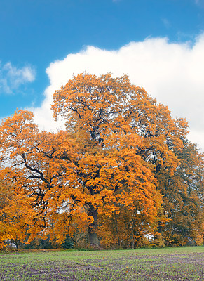 Buy stock photo Autumn, trees and blue sky with clouds in forest for nature, garden and sustainability in park. Earth, outdoor and woods with leaves at countryside for eco friendly, environment or foliage in Germany