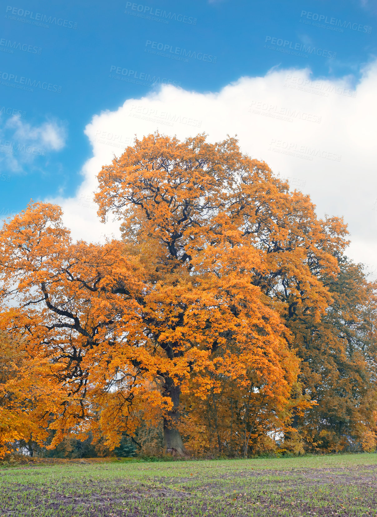 Buy stock photo Autumn, trees and blue sky with clouds in forest for nature, garden and sustainability in park. Earth, outdoor and woods with leaves at countryside for eco friendly, environment or foliage in Germany