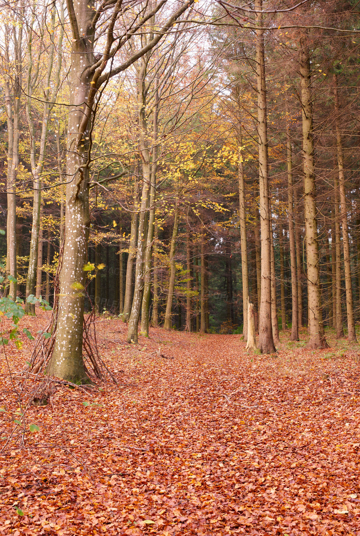 Buy stock photo Nature, environment and forest in autumn trees for conservation, sustainability or biodiversity. Empty, landscape and outdoor with fall foliage for greenery, exploration or ecosystem in Copenhagen