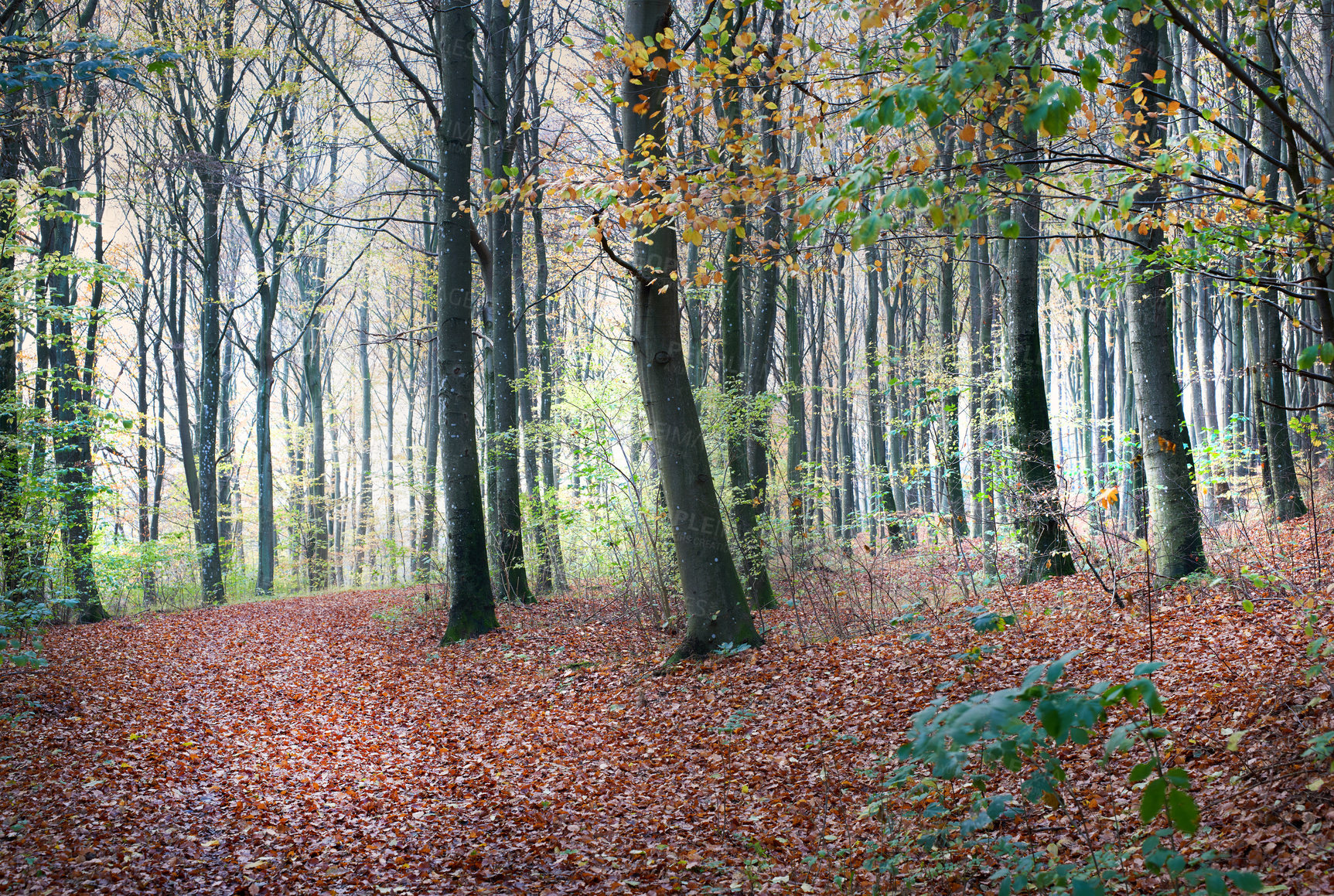 Buy stock photo Autumn, leaves and cherry trees in forest or woods in season and travel in calm countryside park. Fall, environment and outdoor adventure on trail in nature with color on plants in landscape