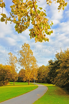 Buy stock photo Road, trees and forest with sunlight in nature, garden and park landscape in Japan by countryside. Outdoor, natural environment and scenic view for adventure, travel and vacation holiday in yard